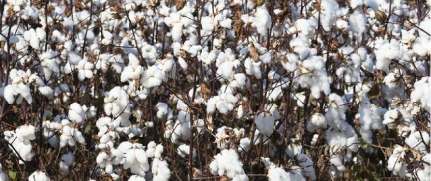 烏茲別克斯坦棉花產業自由化的目的何在？